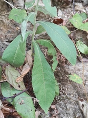 Blumea balsamifera