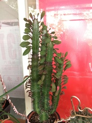 Euphorbia neriifolia