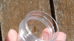 Xanthopimpla rhopaloceros