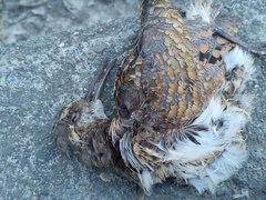 Rostratula benghalensis