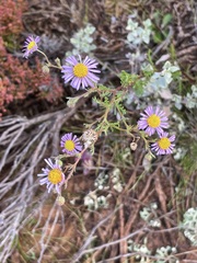 Brachyscome ciliaris ciliaris