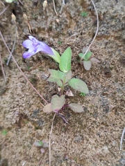 Torenia asiatica
