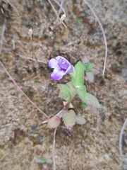 Torenia asiatica