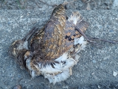 Rostratula benghalensis