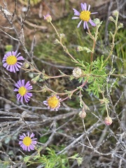 Brachyscome ciliaris ciliaris