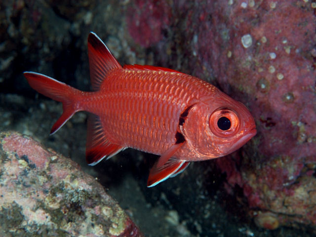 Indian Scarlet Soldierfish