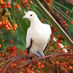 Ducula bicolor