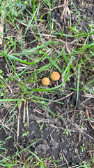 Agrocybe pediades