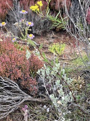 Brachyscome ciliaris ciliaris