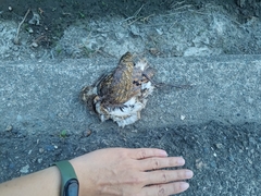 Rostratula benghalensis