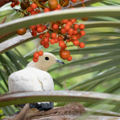 Ducula bicolor