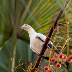 Ducula bicolor