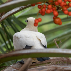 Ducula bicolor
