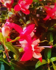 Fuchsia magellanica