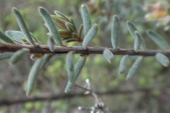 Hibbertia obtusifolia