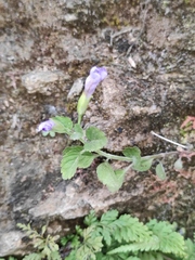 Torenia asiatica