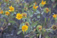 Grindelia subalpina