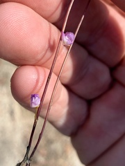 Utricularia lateriflora