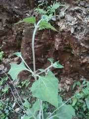 Sigesbeckia pubescens