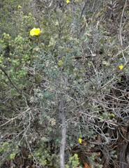 Hibbertia obtusifolia
