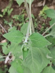 Sigesbeckia pubescens