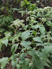 Eupatorium chinense
