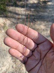 Utricularia lateriflora