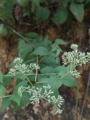 Eupatorium chinense