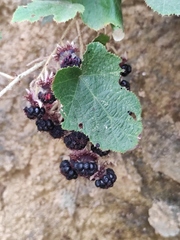 Rubus alceifolius