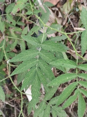 Rubus rosifolius