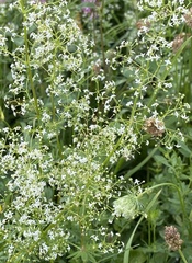 Galium album