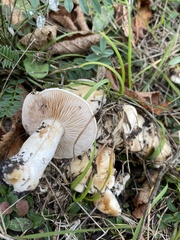 Hebeloma