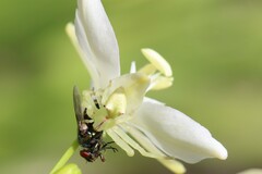 Sidymella rubrosignata