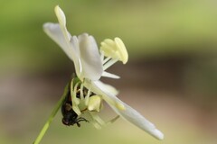 Sidymella rubrosignata