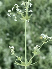 Galium album