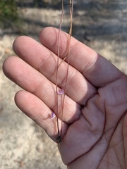 Utricularia lateriflora
