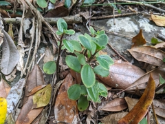 Peperomia leptostachya