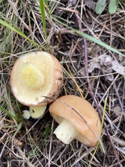 Suillus