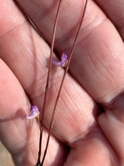 Utricularia lateriflora