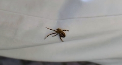 Araneus