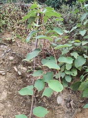 Actinidia chinensis