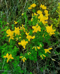 Cytisophyllum sessilifolium