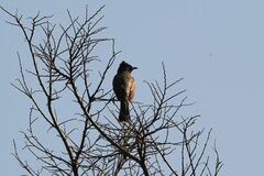 Pycnonotus barbatus layardi