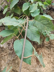 Actinidia chinensis