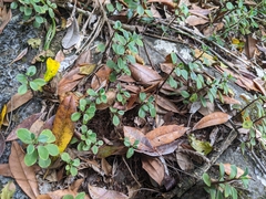 Peperomia leptostachya