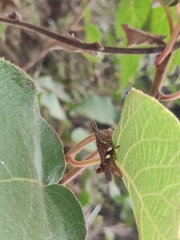 Xenocatantops brachycerus