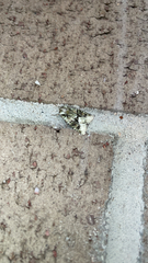 Lacinipolia explicata