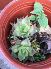 Haworthia