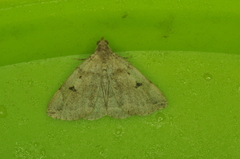 Zanclognatha laevigata