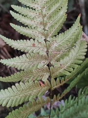 Dryopteris gymnosora